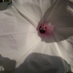 dsc075742