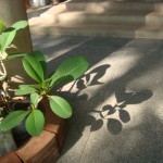 shadow1