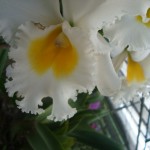 dsc07557