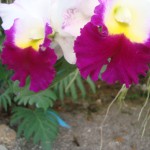 dsc07560