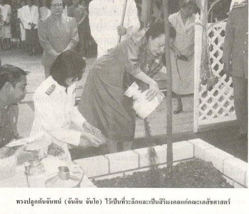 ทรงปลูกต้นจันทน์ (จันอิน จันโอ) ไว้เป็นที่ระลึกและเป็นสิริมงคลแก่คณะเภสัชศาสตร์ มหาวิทยาลัยศิลปากร
