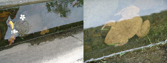 frog
