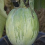 _dsc55851