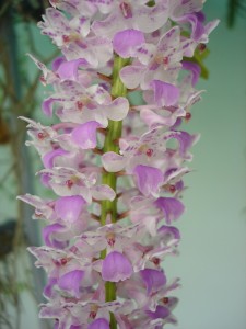 dsc02840