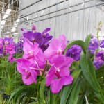 dscn15041