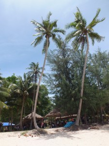 DSCF3384