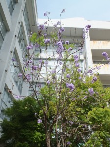 DSCF6368