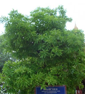 sala