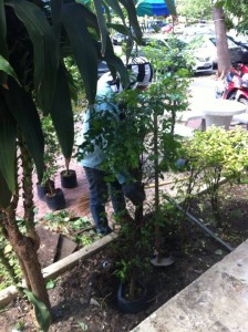 11857781_737760196352419_120584301_n