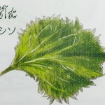 11903508_1075673689127241_1774633606_n