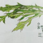 11912932_1075673685793908_1150513236_n