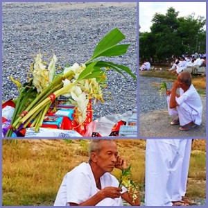 ดอกเข้าพรรษากับคุณตา